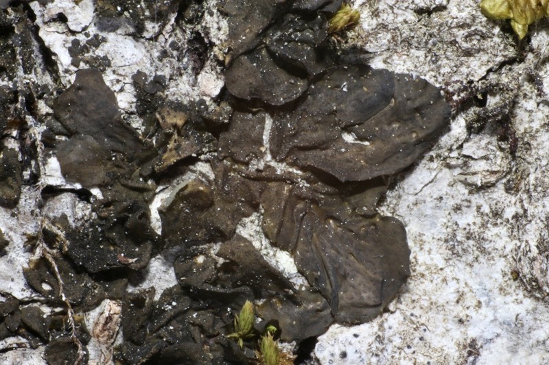 Jelly Lichen photo 8