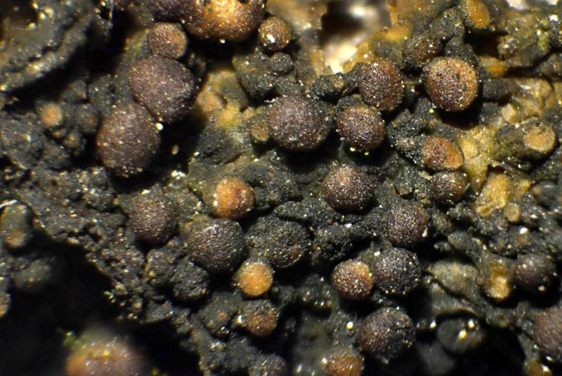Jelly Lichen