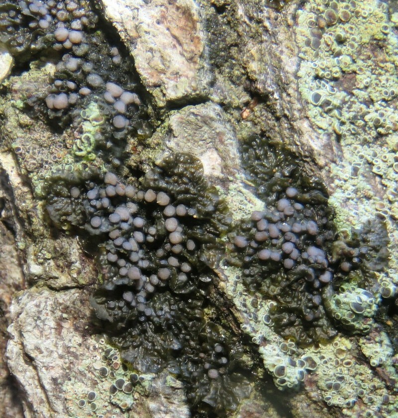 Jelly Lichen photo 2