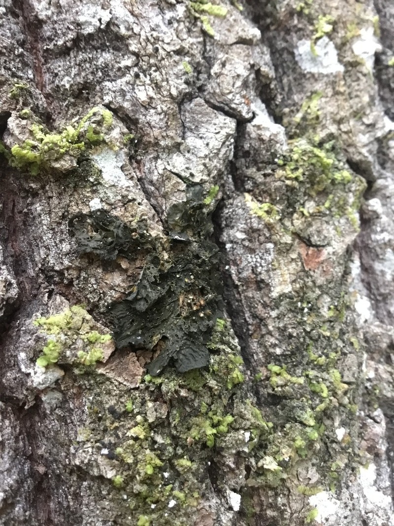 Jelly Lichen photo 3