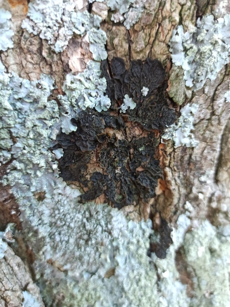 Jelly Lichen photo 4