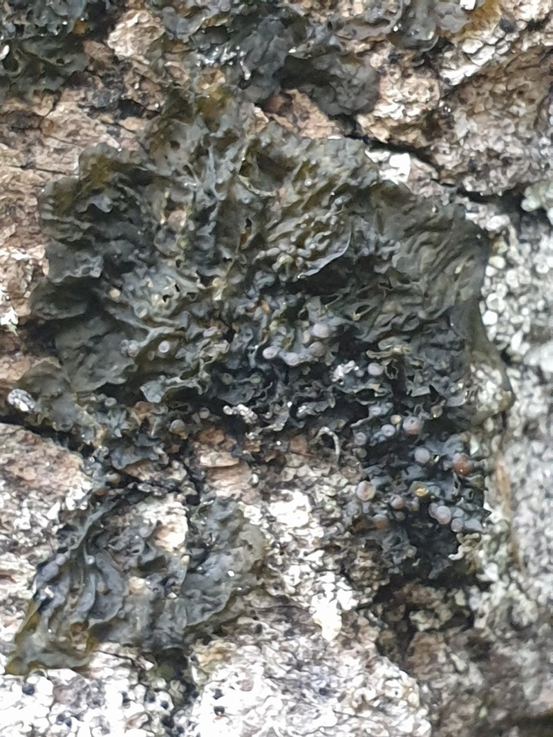 Jelly Lichen photo 5