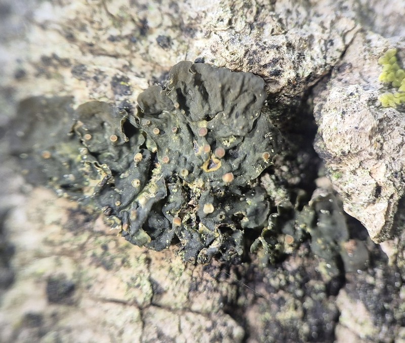 Jelly Lichen photo 6
