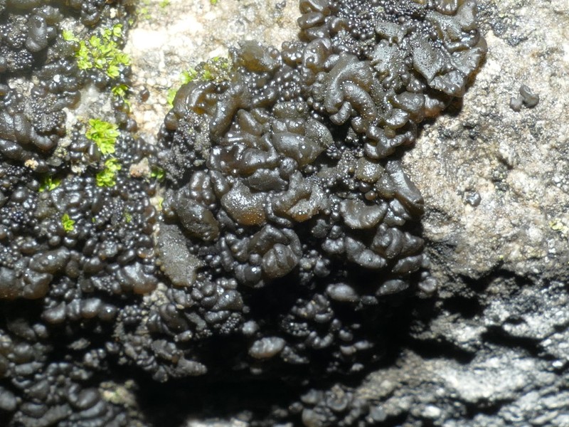 Jelly Lichen