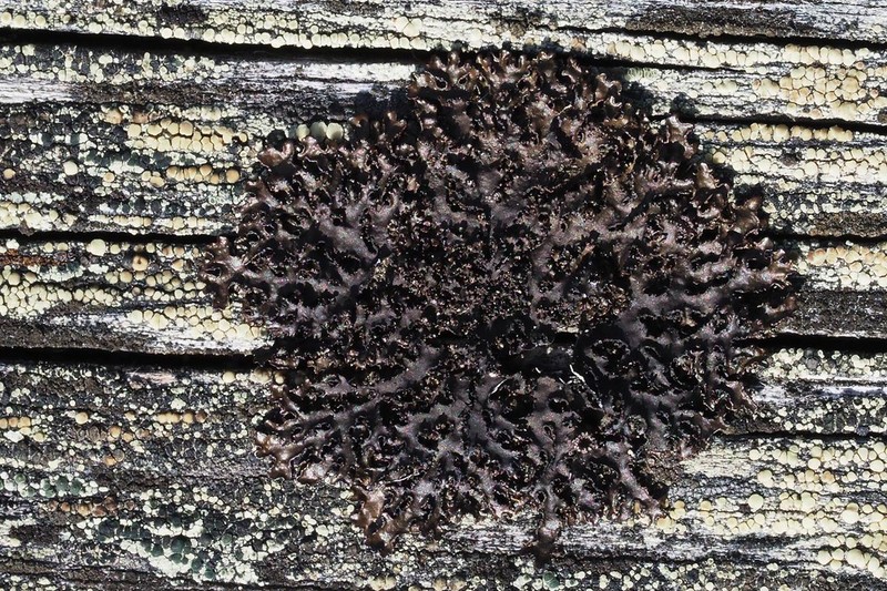 Jelly Lichen photo 2