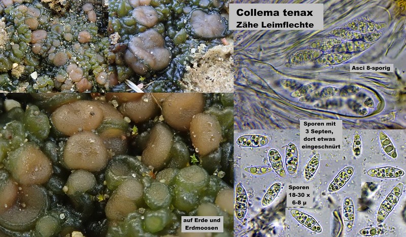Jelly Lichen photo 3