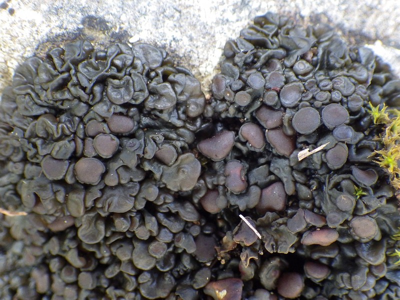 Jelly Lichen photo 4