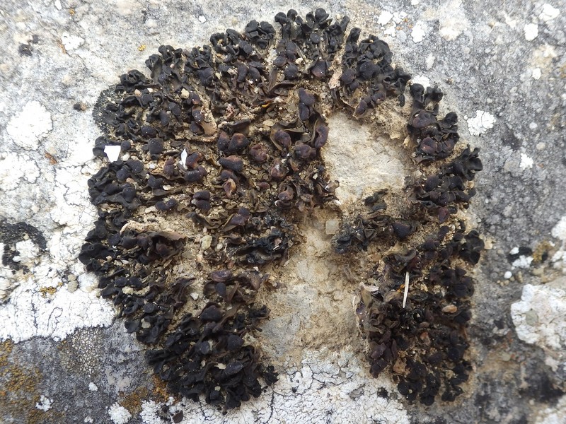 Jelly Lichen photo 5