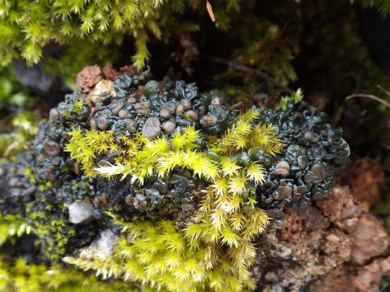 Jelly Lichen photo 6