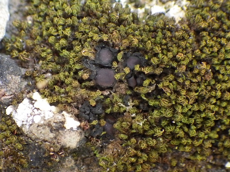 Jelly Lichen photo 7