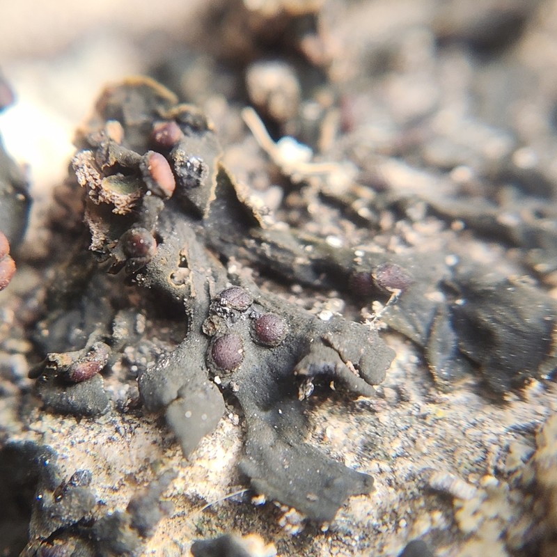 Texas Jelly Lichen