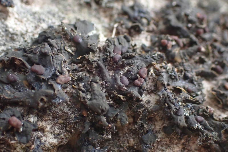 Texas Jelly Lichen photo 2