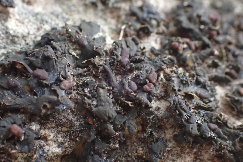Texas Jelly Lichen photo 3