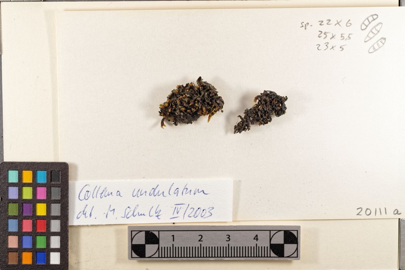 Undulate Jelly Lichen