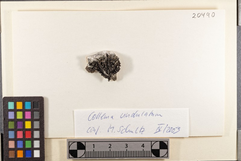 Undulate Jelly Lichen photo 2