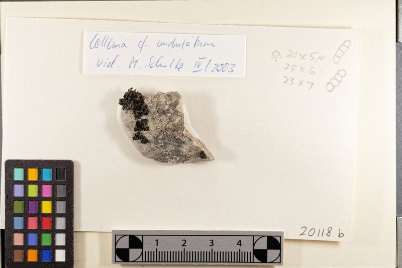 Undulate Jelly Lichen photo 3