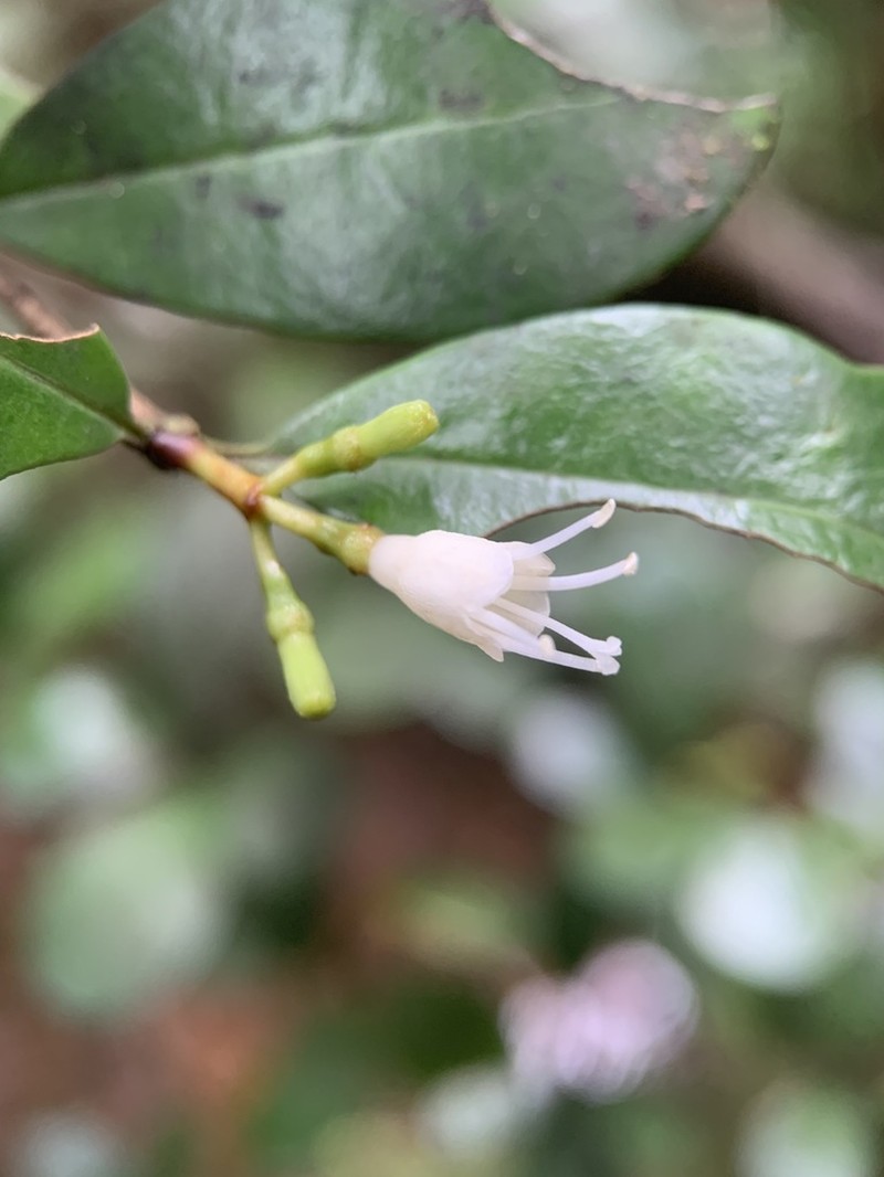 Puntaj Jayuya
