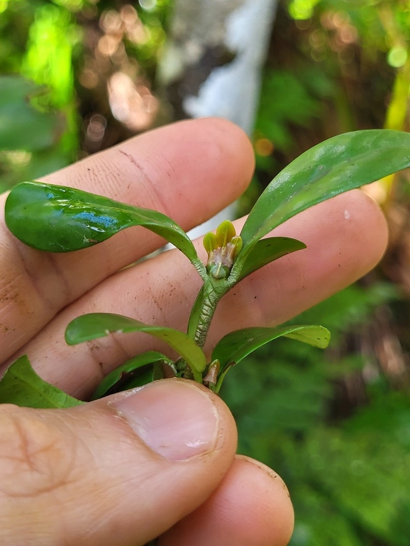Puntaj Jayuya photo 2