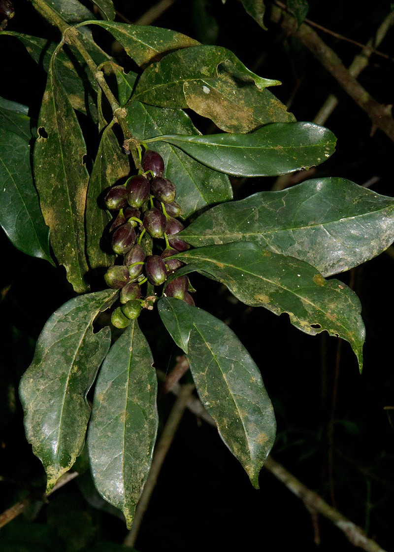 Colletoecema tortistilum photo 2