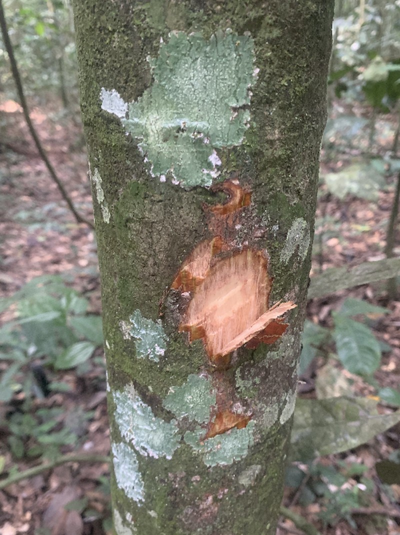Colletoecema tortistilum photo 3