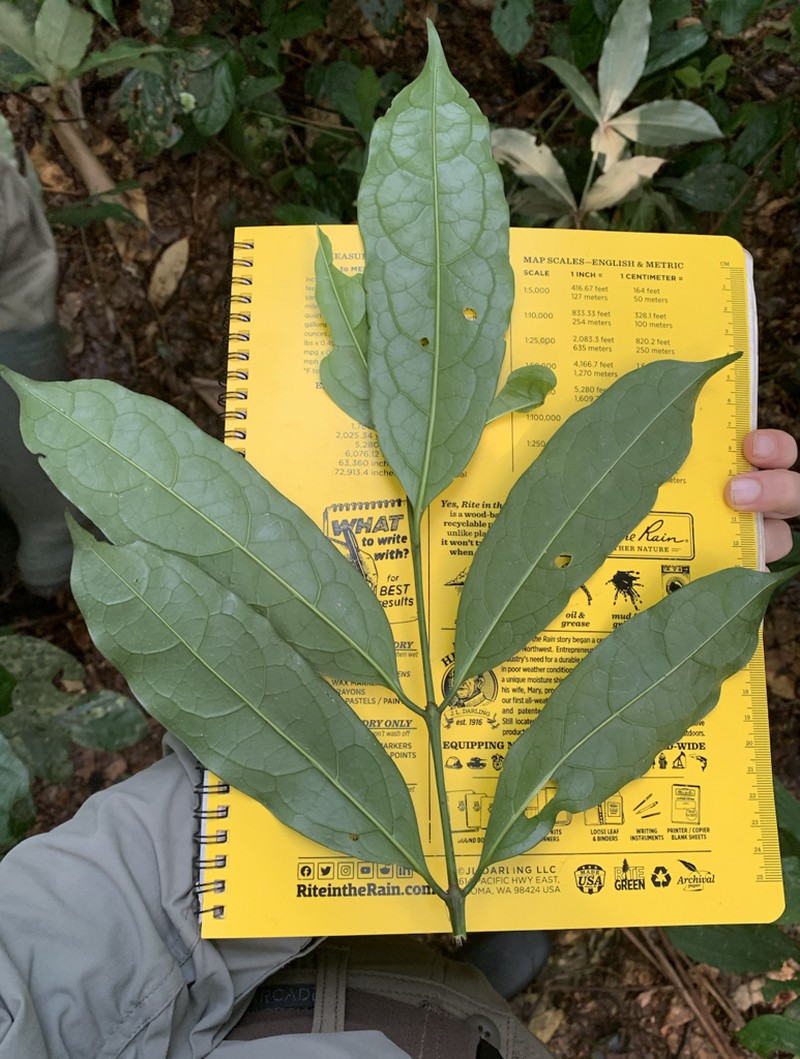 Colletoecema tortistilum photo 4