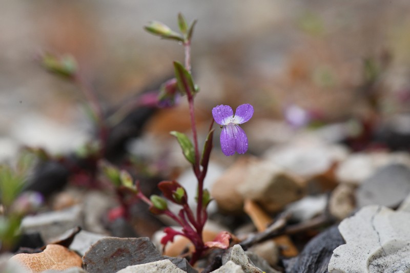 Collinsia antonina