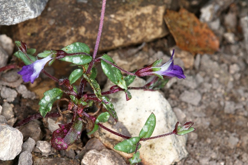 Collinsia antonina photo 2