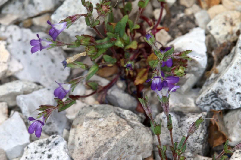 Collinsia antonina photo 3