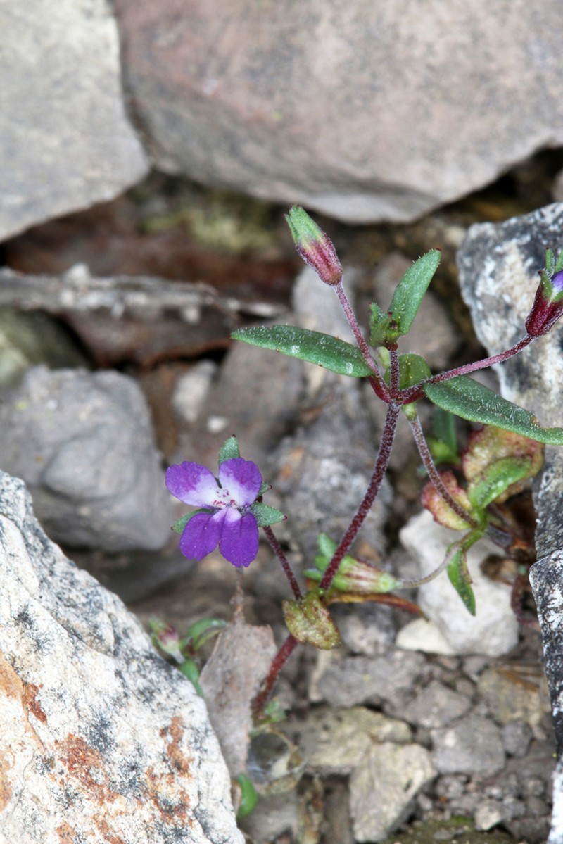 Collinsia antonina photo 4