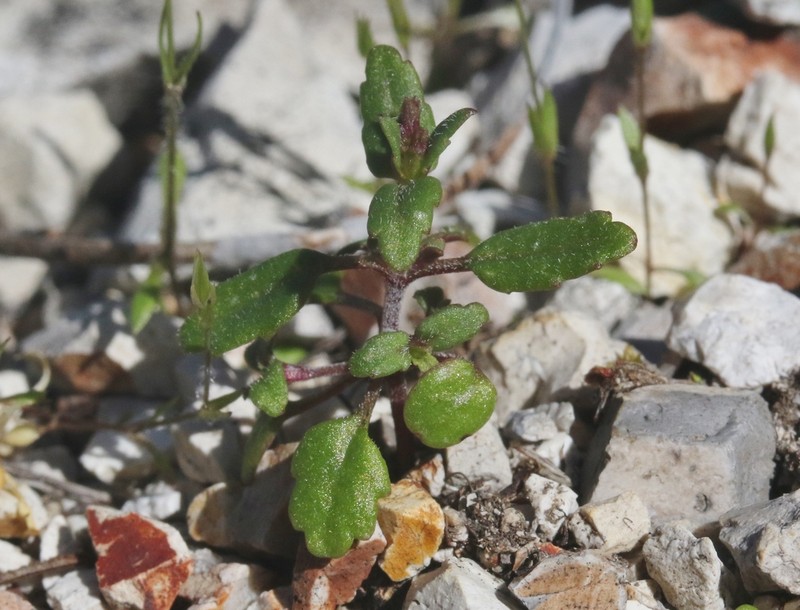 Collinsia antonina photo 5