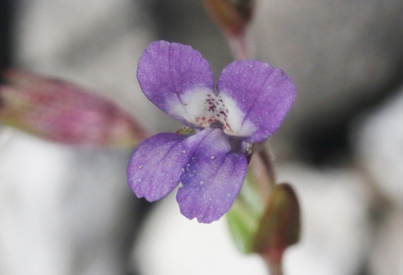 Collinsia antonina photo 6