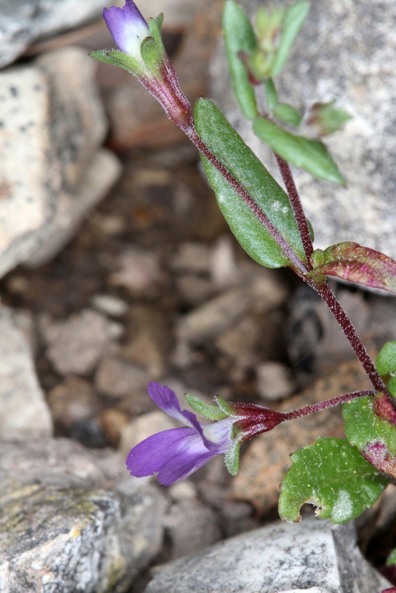 Collinsia antonina photo 7