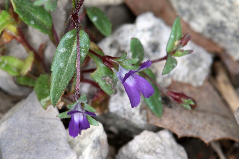 Collinsia antonina photo 8