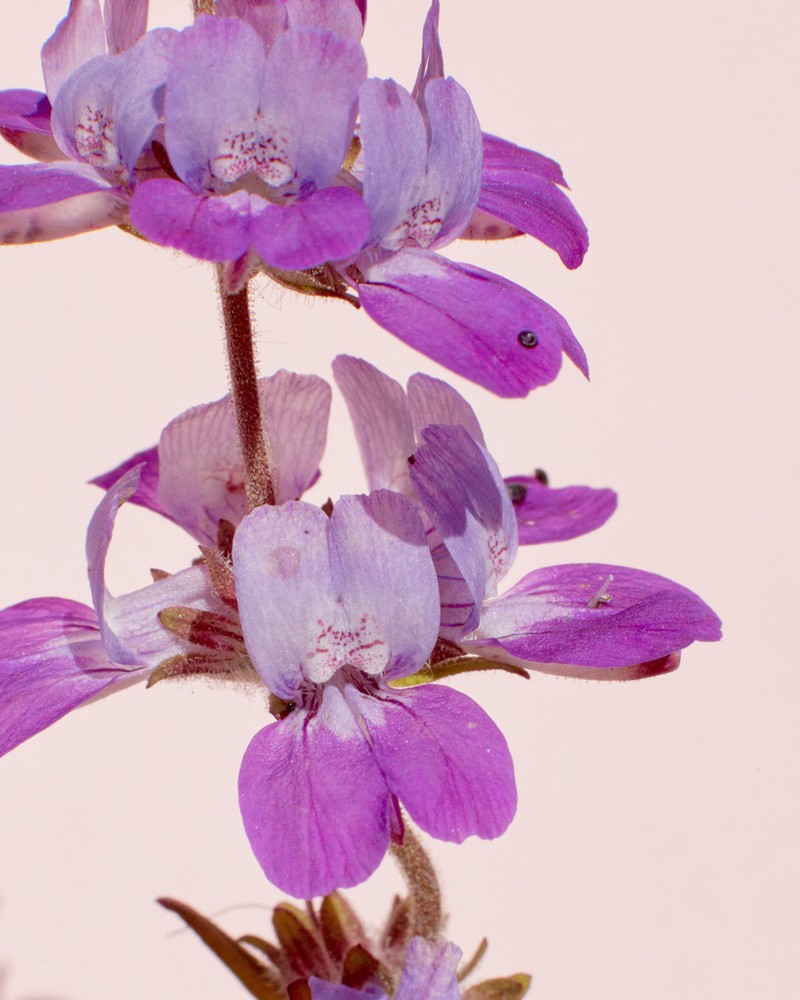 White Blue Eyed Mary