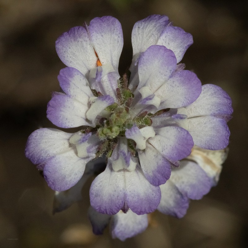 White Blue Eyed Mary photo 2