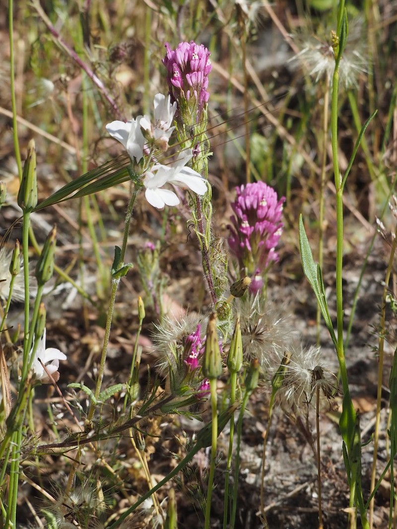 White Blue Eyed Mary photo 6