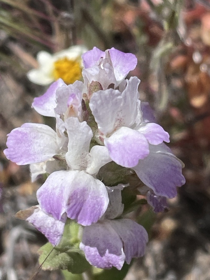White Blue Eyed Mary photo 8