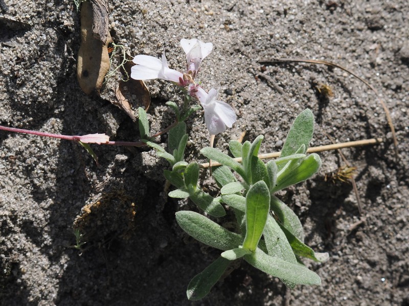 Collinsia bartsiifolia var. bartsiifolia