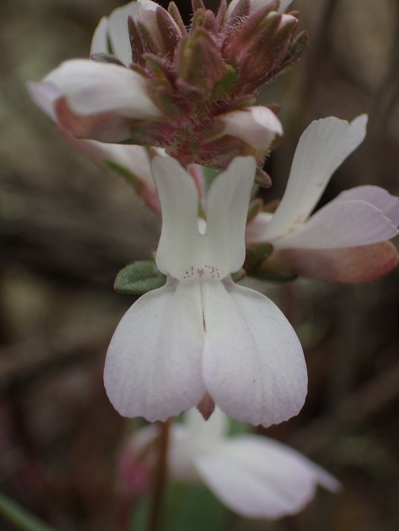 Collinsia bartsiifolia var. bartsiifolia photo 2