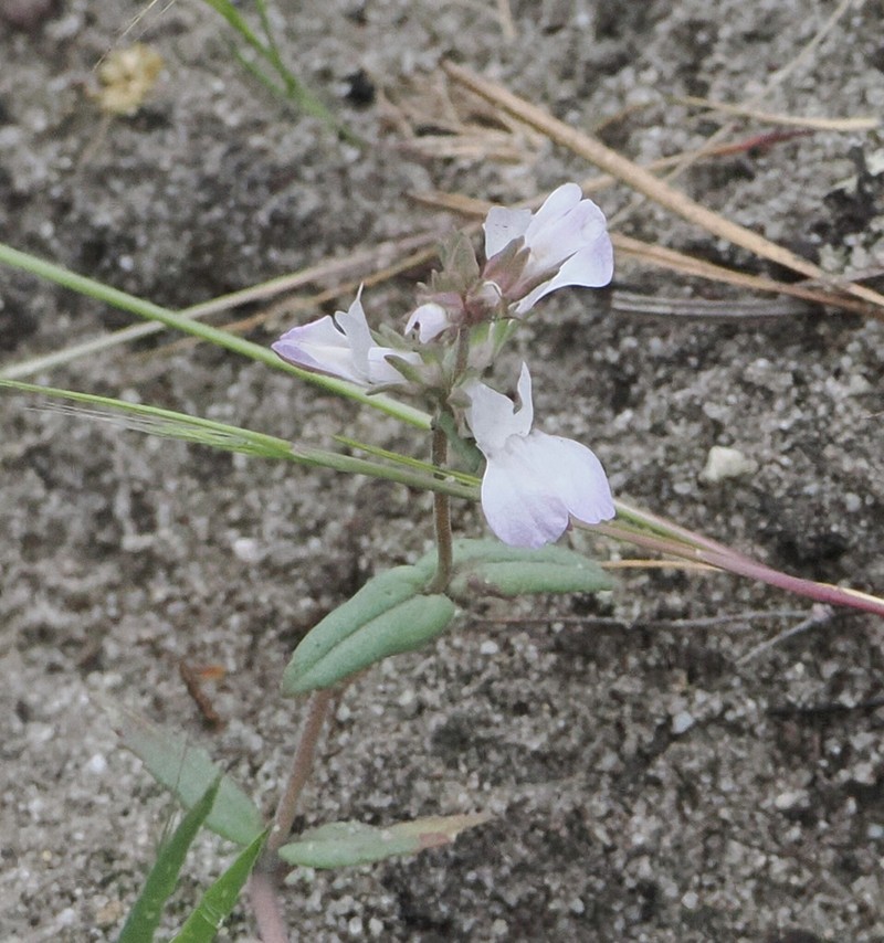 Collinsia bartsiifolia var. bartsiifolia photo 3