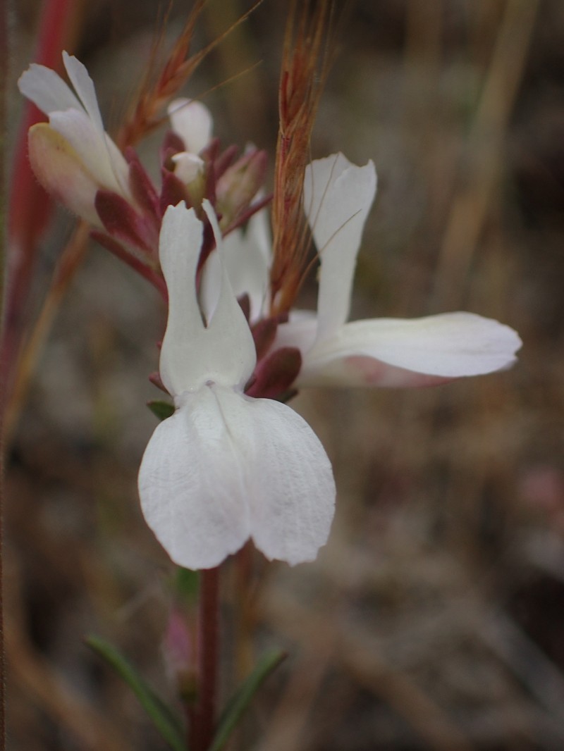 Collinsia bartsiifolia var. bartsiifolia photo 4