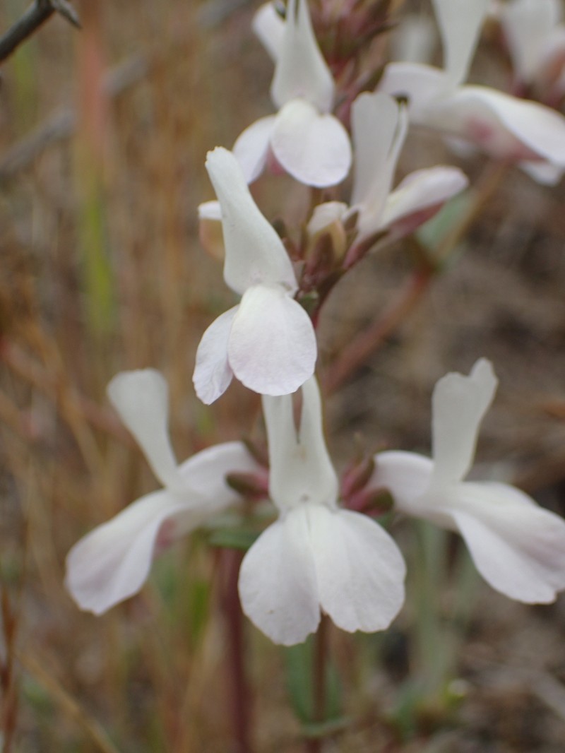 Collinsia bartsiifolia var. bartsiifolia photo 5