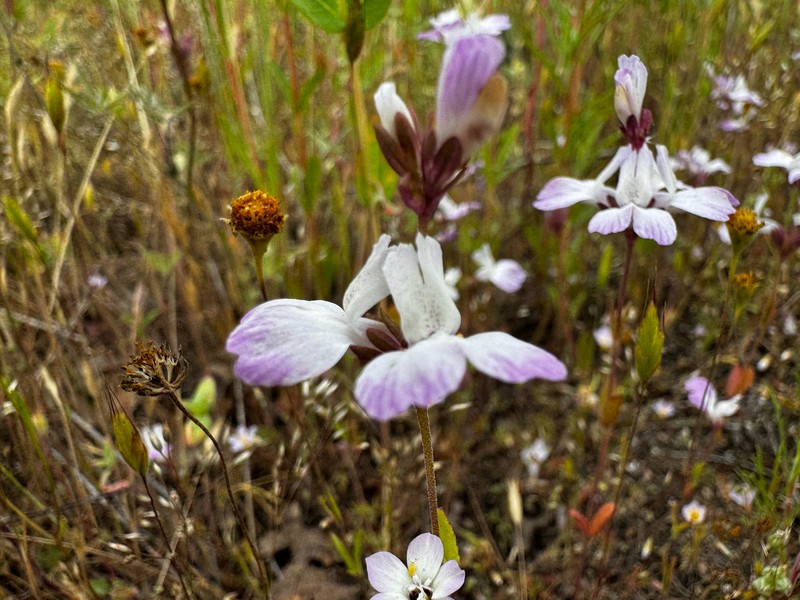 Collinsia bartsiifolia var. bartsiifolia photo 6