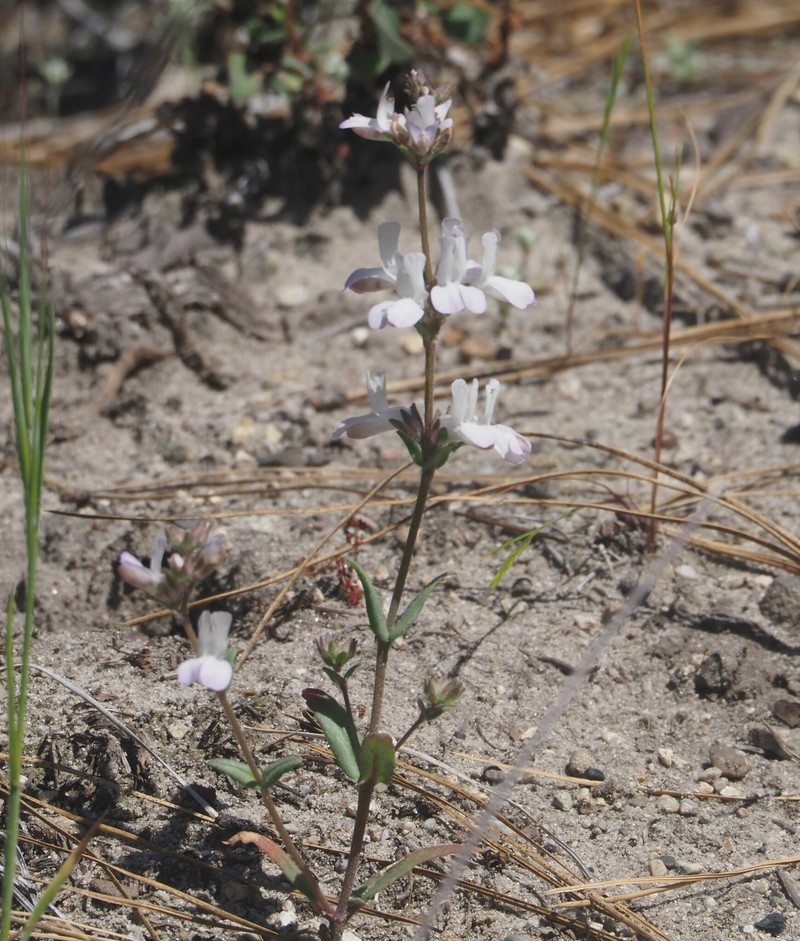 Collinsia bartsiifolia var. bartsiifolia photo 7