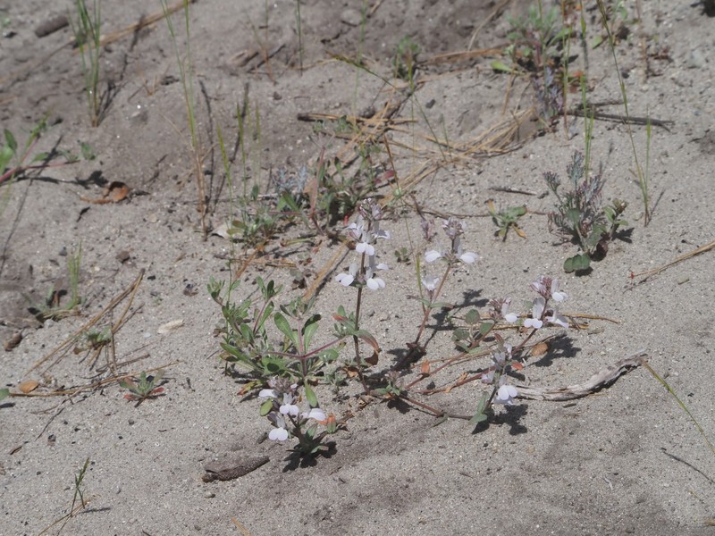 Collinsia bartsiifolia var. bartsiifolia photo 8
