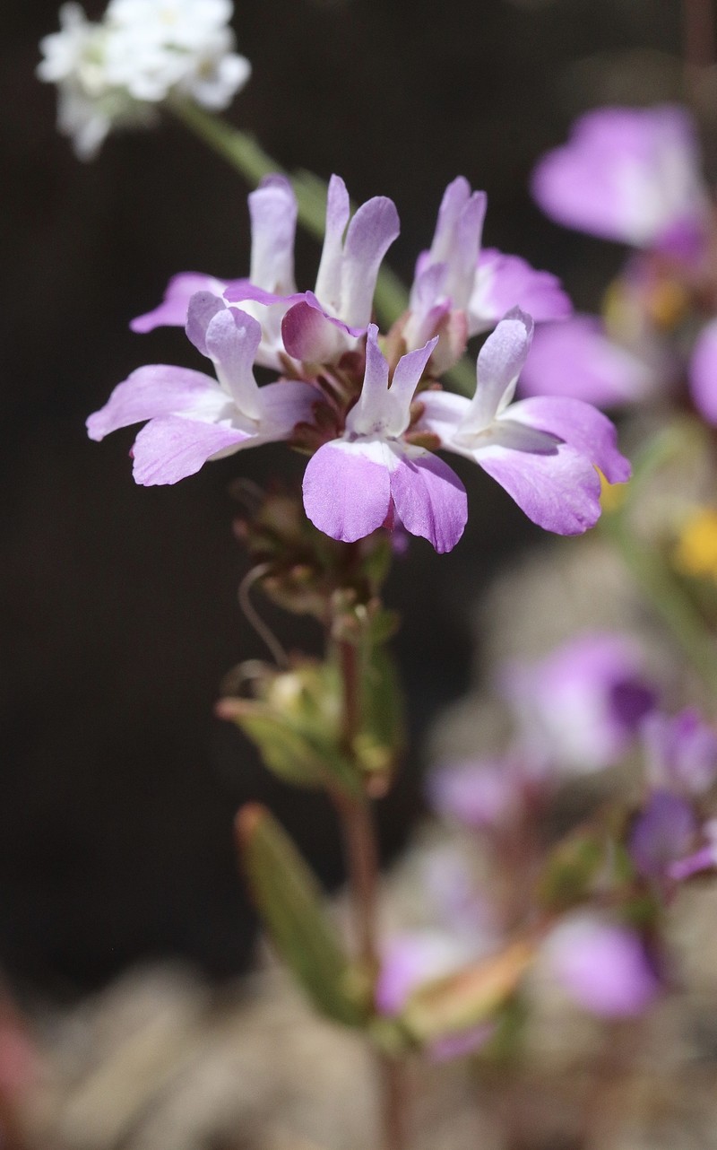 Collinsia bartsiifolia var. davidsonii