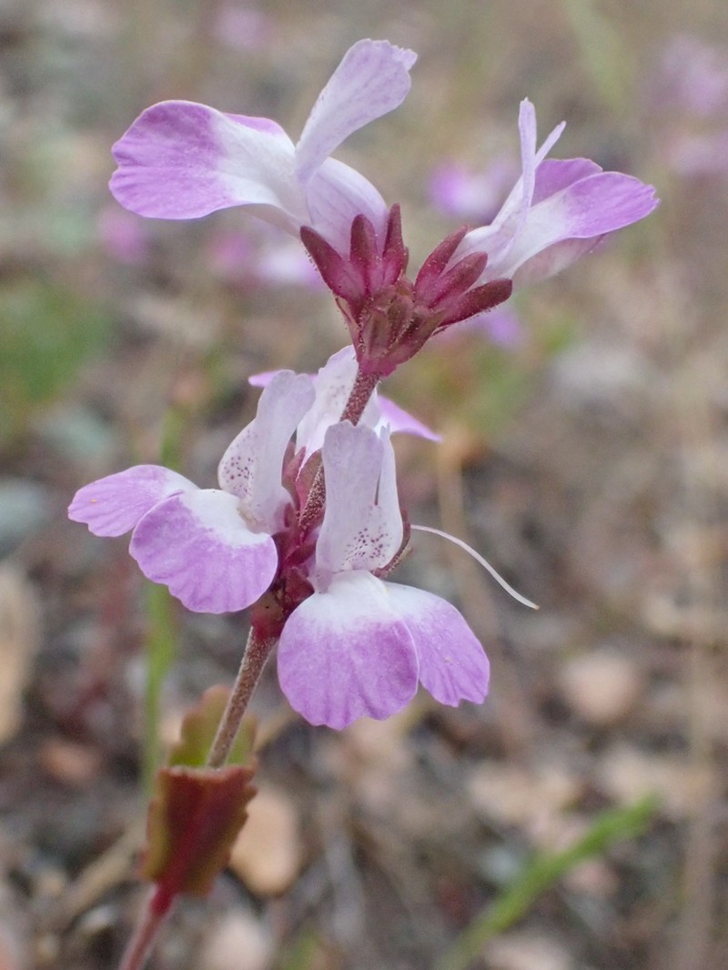 Collinsia bartsiifolia var. davidsonii photo 2