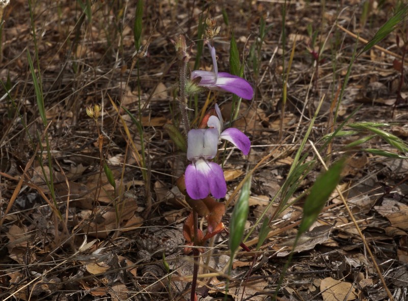 Collinsia bartsiifolia var. davidsonii photo 3