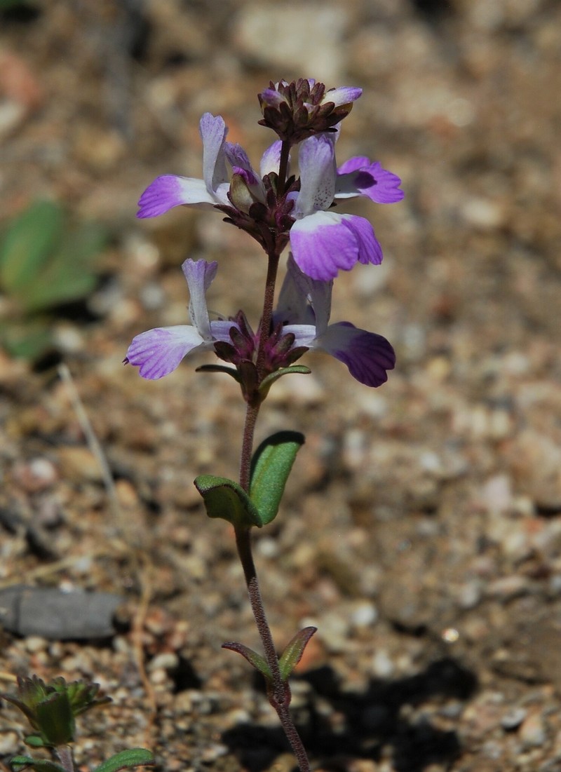Collinsia bartsiifolia var. davidsonii photo 4
