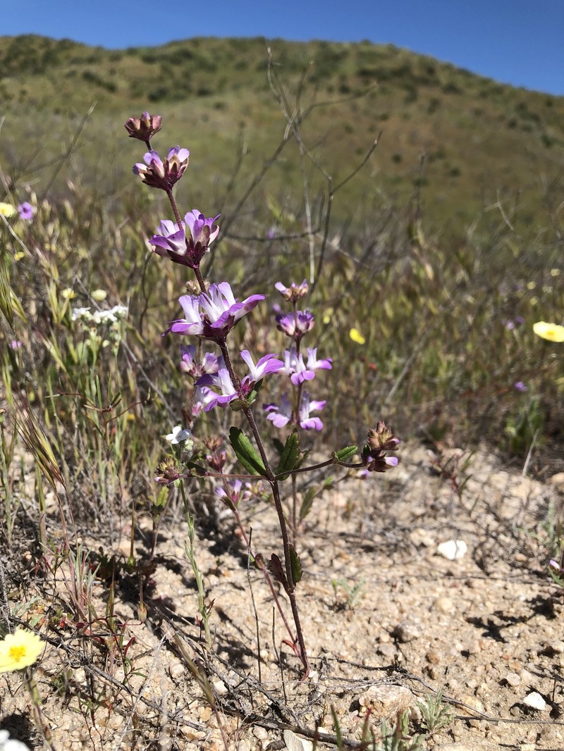 Collinsia bartsiifolia var. davidsonii photo 5